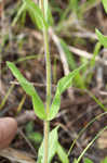 Eastern whiteflower beardtongue